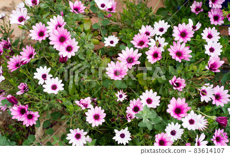 White, Pink and purple Erigeron and osteospermum White, Pink and purple Erigeron and osteospermum 83614107