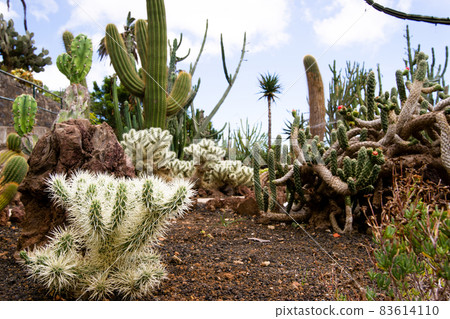 Cactus dry garden (Cylindropuntia rosea) in Madeira in summer. Cactus dry garden (Cylindropuntia rosea) in Madeira in summer. 83614110