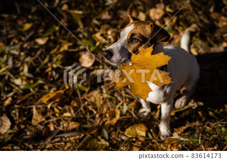Jack russell terrier dog holding a yellow maple leaf in the autumn forest. Jack russell terrier dog holding a yellow maple leaf in the autumn forest. 83614173