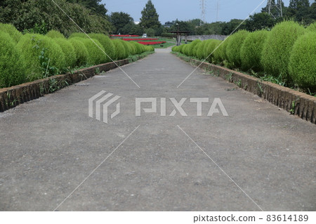 Slope lined with green leafy kokia Slope lined with green leafy kokia 83614189