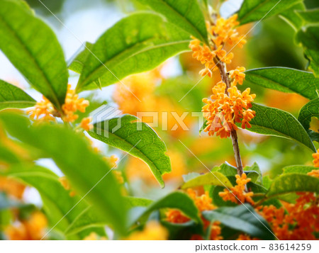 芬芳的錦木花 芬芳的錦木花 83614259