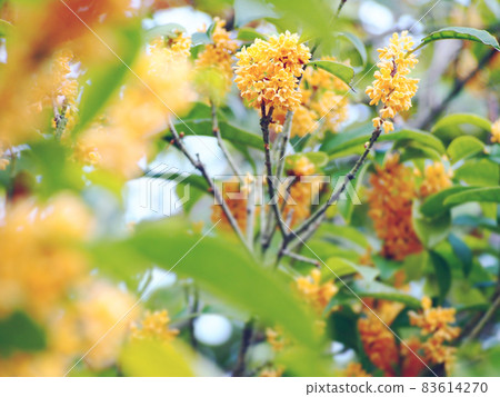 芬芳的錦木花 83614270