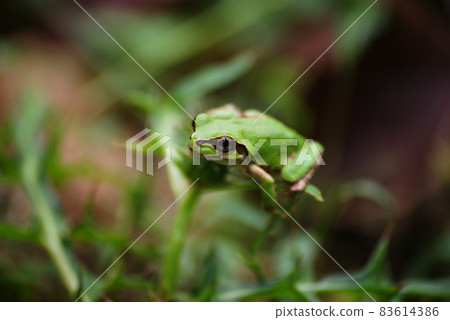 Tree frog Tree frog 83614386