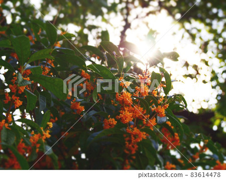 芬芳的錦木花 芬芳的錦木花 83614478