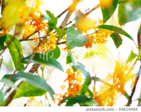 芬芳的錦木花 芬芳的錦木花 83614488