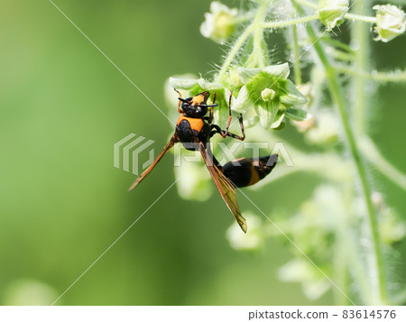 A tin bird A tin bird 83614576