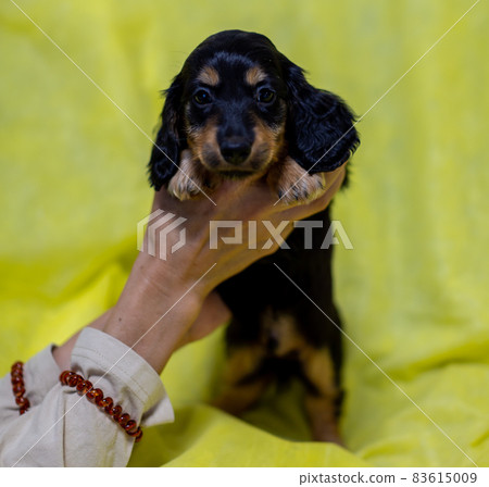 Puppy Kaninhen Dachshund 83615009