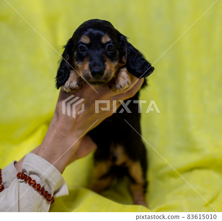 Puppy Kaninhen Dachshund 83615010