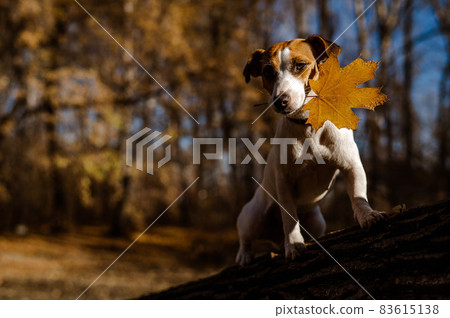 Jack russell terrier dog walks in the evening in the autumn forest in the evening. 83615138