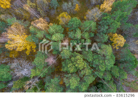 Directly above aerial drone full frame shot of green emerald pine forests and yellow foliage groves with beautiful texture of treetops. Beautiful fall season scenery. Mountains in autumn golden colors 83615296