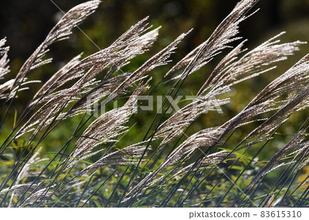 Autumn tradition, Japanese pampas grass Autumn tradition, Japanese pampas grass 83615310