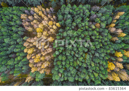 Directly above aerial drone full frame shot of green emerald pine forests and yellow foliage groves with beautiful texture of treetops. Beautiful fall season scenery. Mountains in autumn golden colors 83615364