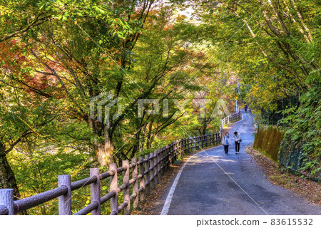 Yamanashi Prefecture Autumn leaves Shosenkyo 83615532