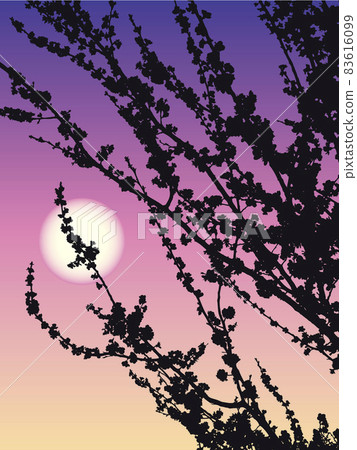 Flowering apricot 83616099