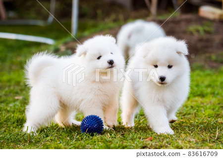 Blue Eyes Breed Samoyed Husky Mix Price Samoyed Puppies Dogs Are - Main Image