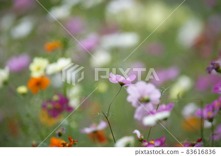 Early morning cosmos photographed by Airy (Autumn 2021) 83616836