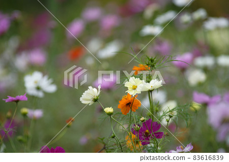 Early morning cosmos photographed by Airy (Autumn 2021) 83616839