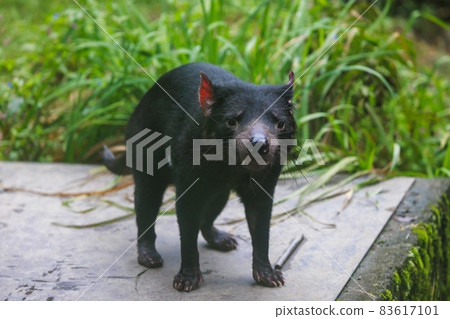 多摩動物園塔斯馬尼亞惡魔 83617101