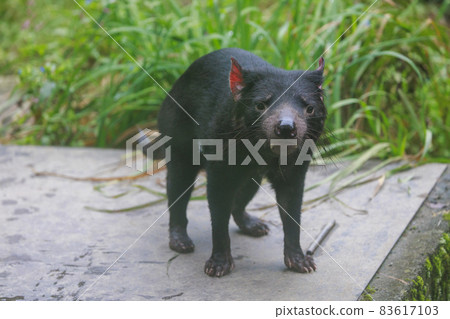 Tama Zoological Park Tasmanian Devil 83617103