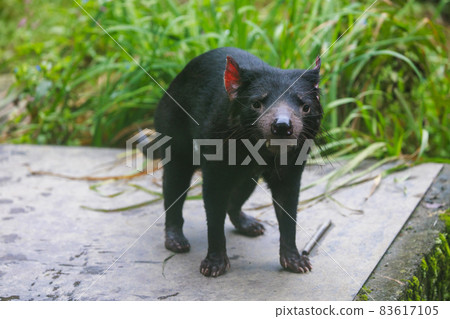 Tama Zoological Park Tasmanian Devil Tama Zoological Park Tasmanian Devil 83617105