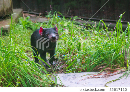 多摩動物園塔斯馬尼亞惡魔 多摩動物園塔斯馬尼亞惡魔 83617110