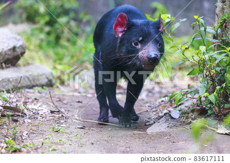多摩動物園塔斯馬尼亞惡魔 多摩動物園塔斯馬尼亞惡魔 83617111