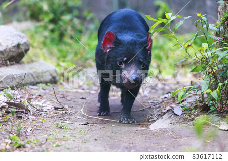 Tama Zoological Park Tasmanian Devil Tama Zoological Park Tasmanian Devil 83617112