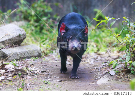Tama Zoological Park Tasmanian Devil Tama Zoological Park Tasmanian Devil 83617113