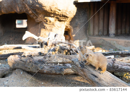 兩隻可愛的土撥鼠 83617144