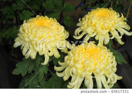 November 1291 Kamakura (Chrysanthemum), Asteraceae, Ofuna Flower Center 83617331