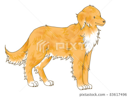 站立的金毛獵犬 83617496