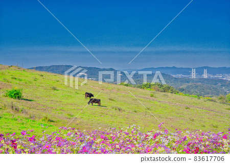 Blue sky and autumn cherry blossoms in full bloom Blue sky and autumn cherry blossoms in full bloom 83617706