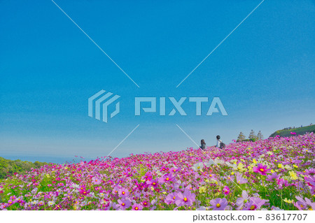 Blue sky and autumn cherry blossoms in full bloom Blue sky and autumn cherry blossoms in full bloom 83617707