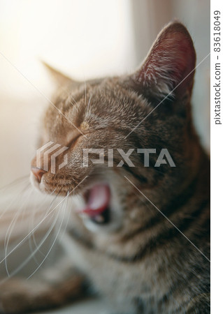 Tabby pussycat yawns. 83618049
