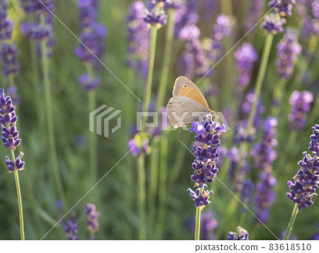 Close up Lavandula angustifolia, Levander with small heath butterfly, Coenonympha pamphilus. Bunch of flowers in bloom, purple lilac scented flowering plant on green bokeh background, selective focus Close up Lavandula angustifolia, Levander with small heath butterfly, Coenonympha pamphilus. Bunch of flowers in bloom, purple lilac scented flowering plant on green bokeh background, selective focus 83618510