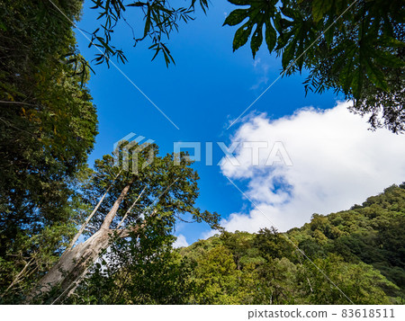 拉拉山巨木區步道 83618511