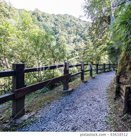 拉拉山巨木區步道 83618512