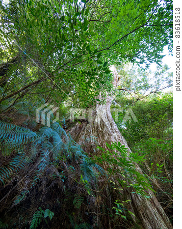 拉拉山巨木區步道 83618518