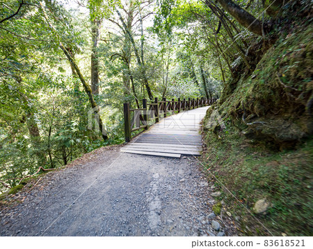 拉拉山巨木區步道 83618521