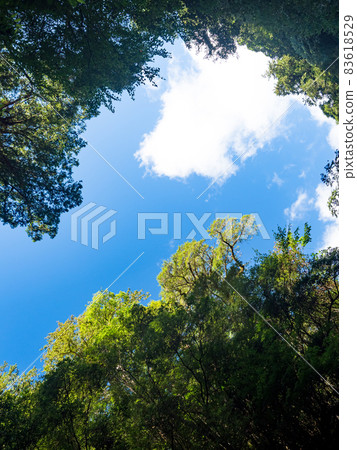 拉拉山巨木區步道 拉拉山巨木區步道 83618529