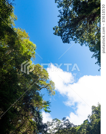 拉拉山巨木區步道 拉拉山巨木區步道 83618530