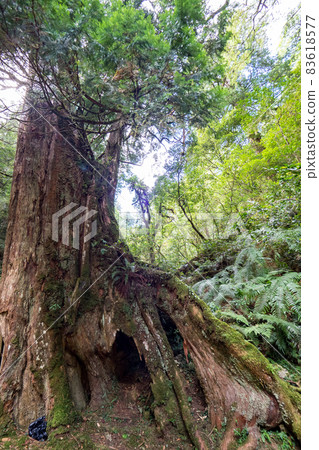 Lala Mountain Giant Wood Area 83618577