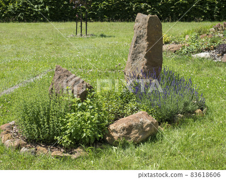 View on spring garden with oval flower bed with green herbs thyme, lavender, mint, chive and sweet balm with big sandstone rock and stones on background of lush green grass 83618606