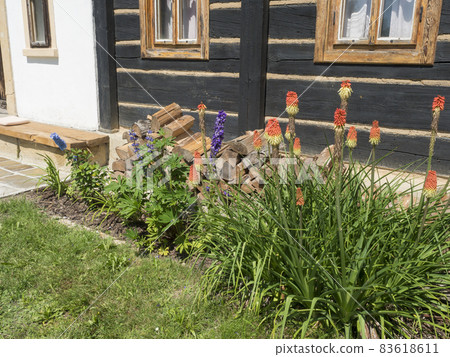 view of flower bed in front of wooden rustic cottage with blooming Kniphofia, Consolida and lupin flowers and chopped wood 83618611
