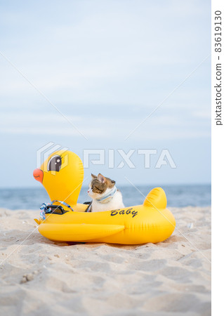 travel in thailand trip with cat sit on duck rubber ring on sand beach travel in thailand trip with cat sit on duck rubber ring on sand beach 83619130