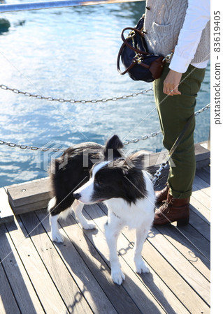 Black and white border collie on the pier and its owner Black and white border collie on the pier and its owner 83619405