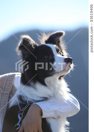 主人持有的黑白邊境牧羊犬 主人持有的黑白邊境牧羊犬 83619406