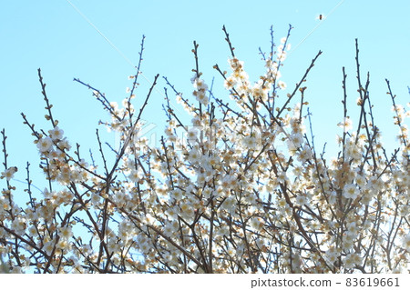 梅花 83619661
