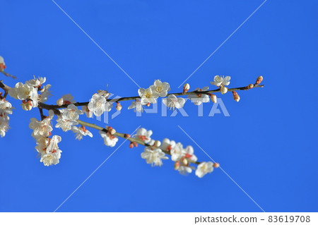 Plum blossoms 83619708