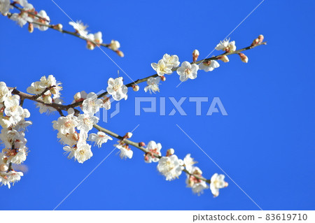 Plum blossoms 83619710